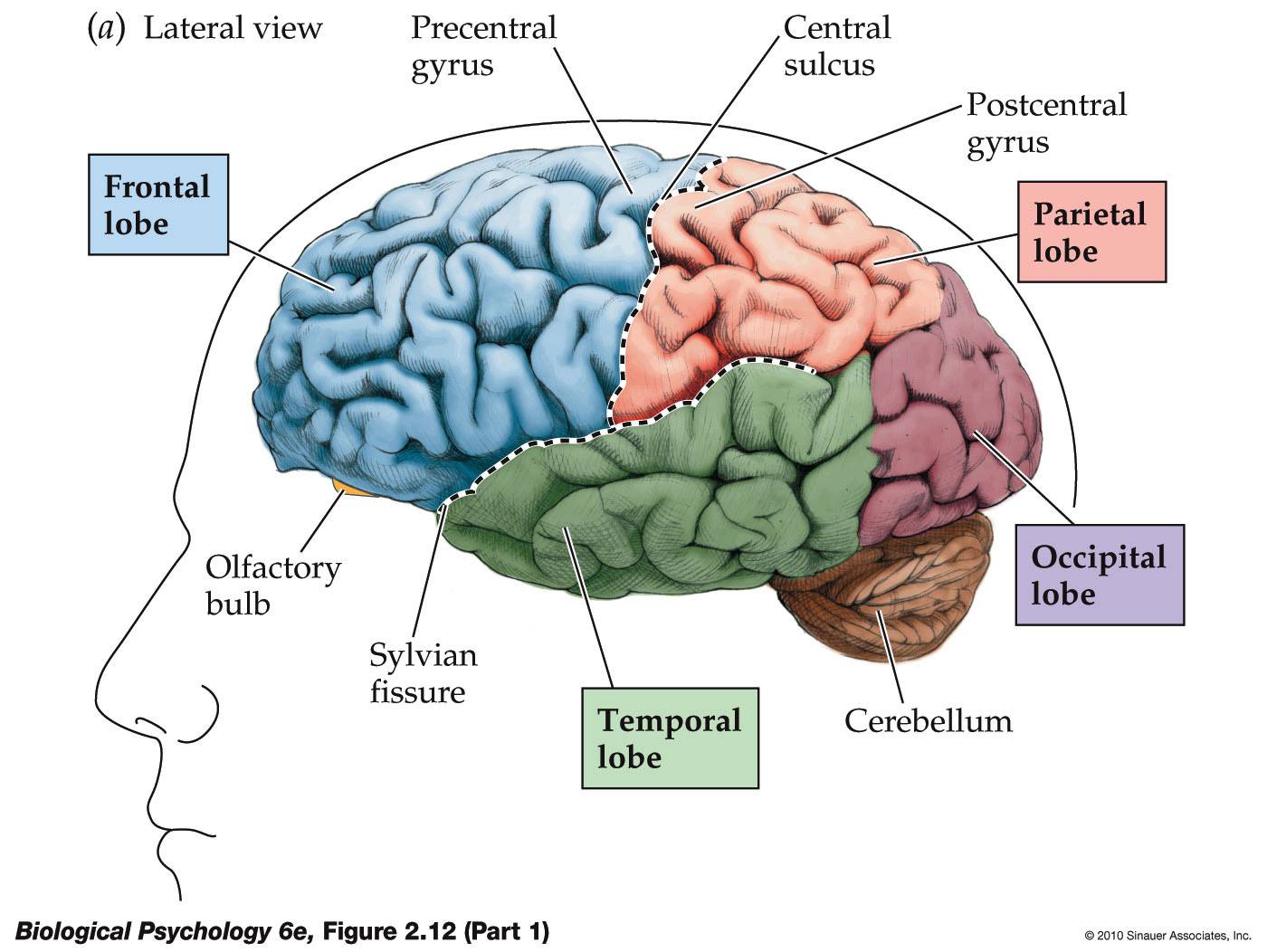 California Neurofeedback Centers